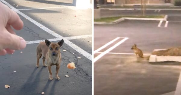 Stray Dog Kept Her Distance From Everyone, Then This Guy Rolled A Ball To Her