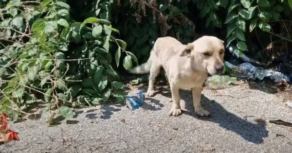 Stray Dog Slept In The Bush Beside A Garbage Bin So He Could Search For Food