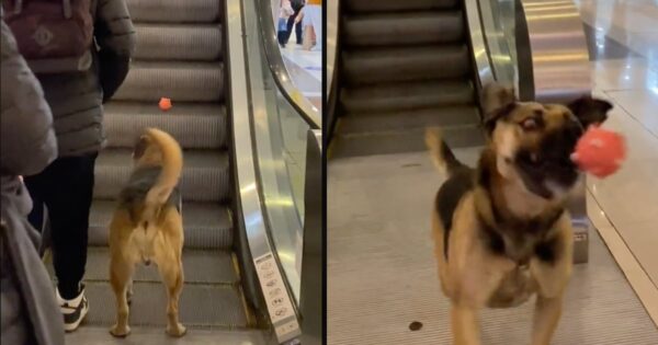 Stray Dog Uses Escalator To Convince People To Play Fetch With Him