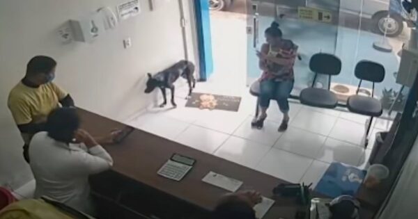 Stray Dog Wanders Into Vet Clinic Unassisted Favoring His Front Paw