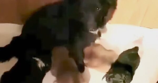 Stray Dog Was Shot In The Spine, Then She Went And Gave Birth