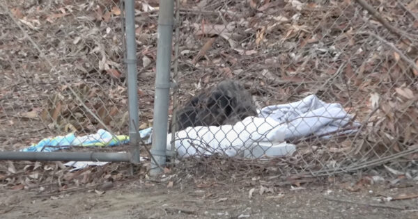 Stray Dog Was Shot Multiple Times & Left A Blanket For The Cold Nights To Come
