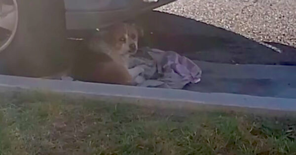 Stray Fended For Himself On The Streets For So Long He Didn’t Want To Be Touched