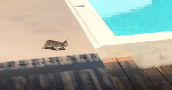 Stray Kitten Walks Toward The Pool, But Family Dog Gently Saves Her