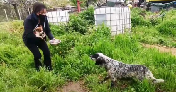 Stray Mama Comes Running As Rescuer Scoops Up Her Puppies