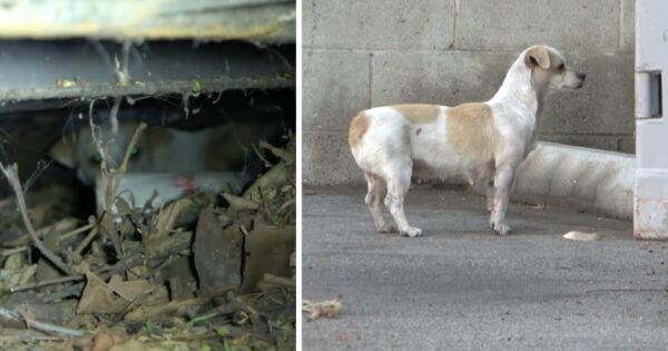 Stray Mama Dog Ran Around Shipping Containers To Deter People From Her Pups