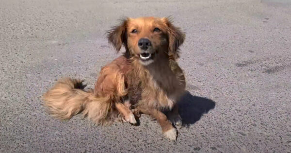 Stray Mama Got Away After A Villager Killed All Of Her Puppies