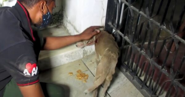 Stray Puppy Faces Away From Her Rescuer, But She Can’t Hide Her Despair