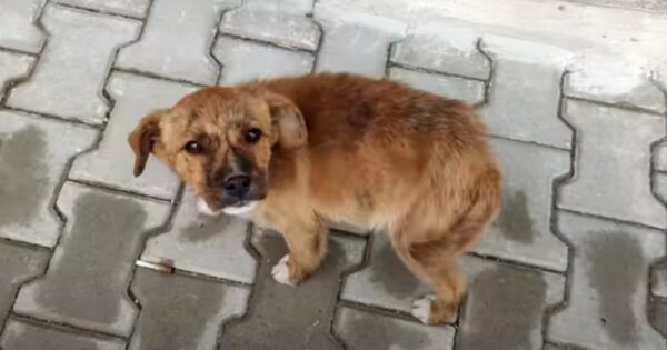 Stray Puppy Follows Couple Home From The Store, And They Let Him In