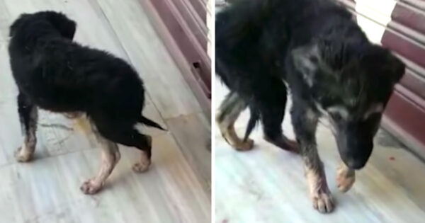 Stray Puppy Seen Stumbling And Walking Around In Circles