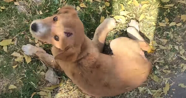 Stray Puppy Who Couldn’t Stand Looks Back To See Hope In Human Form