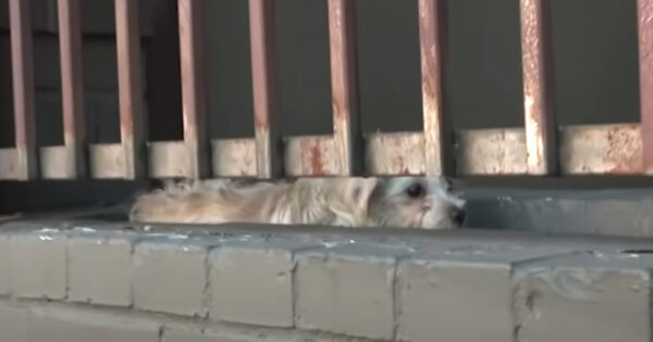 Stray Who Was Afraid Of Everything Meets Some People Who’d Never Wrong Her