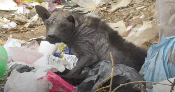 Stray Who Was Afraid Of People And Hid In Trash Just Needed A Blanket