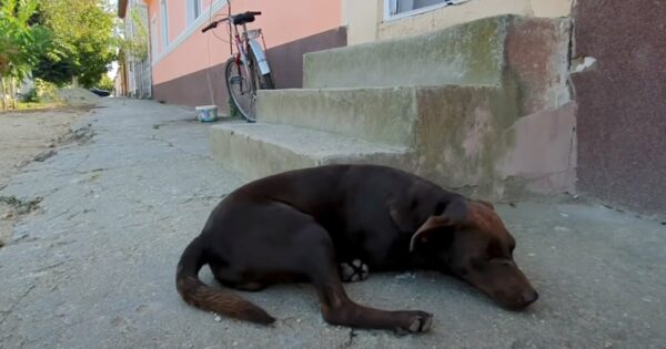 Street Dog Always Stayed In The Same Spot Waiting For His Day To Come