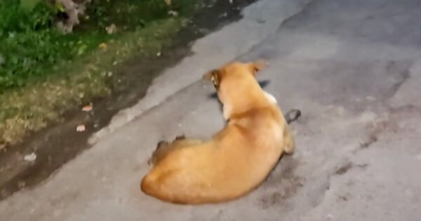 Street Dog Faced Away Hiding Her Woes Anytime Someone Came Around