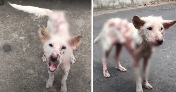 Street Dog’s Patchy Fur Highlighted Her Pink Skin, But That Tail Kept Wagging
