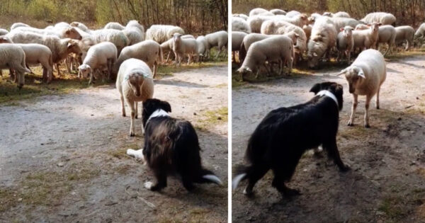 Stubborn, Rebellious Lamb Goes Against Society And Challenges The Sheep Dog