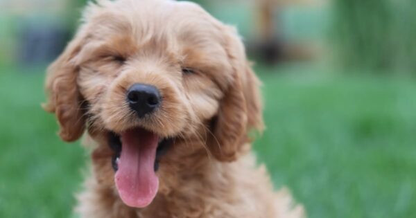 Study Shows That Petting Dogs Is Very Good For You