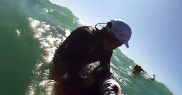 Surfer Sees Upside Down Kayak And Then A Dog Struggling In The Water