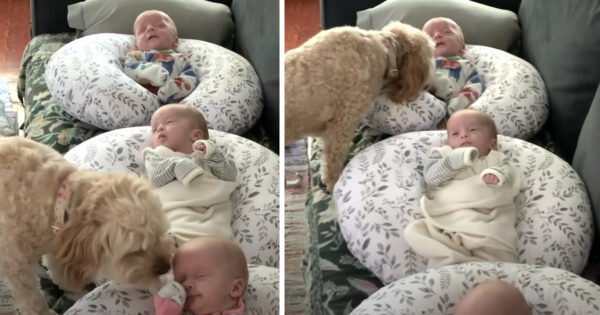 Sweet Dog Makes Her Rounds To Check On The Napping Triplets
