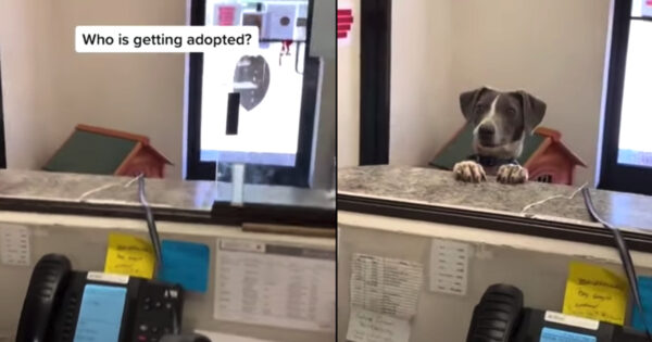 Sweet Shelter Dog Hears It’s His Adoption Day And Perks Up