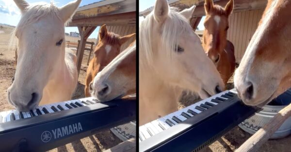Talented Horses Gather Around The Keyboard To Jam Together