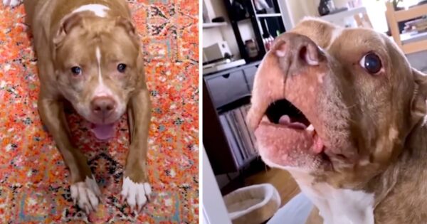 Talkative Pittie Tells Her Parents She’s Hurt But That She’ll Be OK