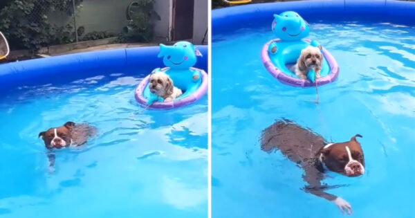 Teamwork Makes The Dream Work On A Hot Day In The Pool