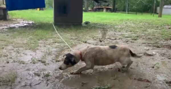 Terrified Dog Who Only Knew Life On A Chain Starts Over