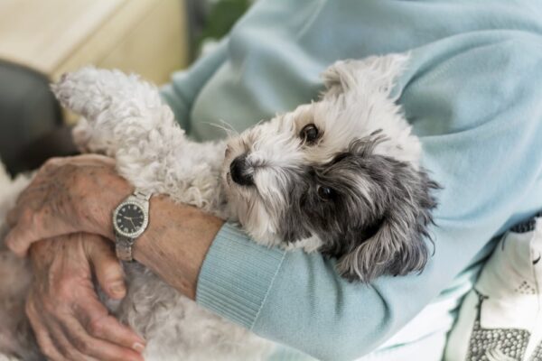 The 15 Best Dog Breeds for Seniors
