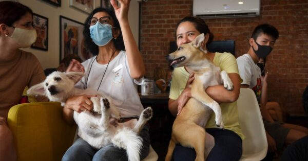 The ‘Adoptable Puppy Café’ Has Helped 150 Dogs Get Adopted Over The Past Year
