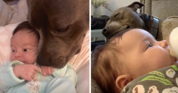 The Best Big Brother Is So Proud To Become A Doggy Brother Again