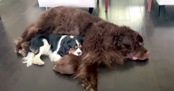 The Calming Sound Of Their Human Playing The Piano Puts These Dogs Right To Sleep