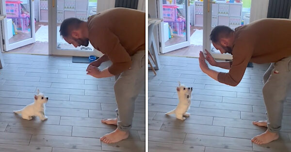 The Dad Who ‘Didn’t Want A Dog’ With The Puppy Now