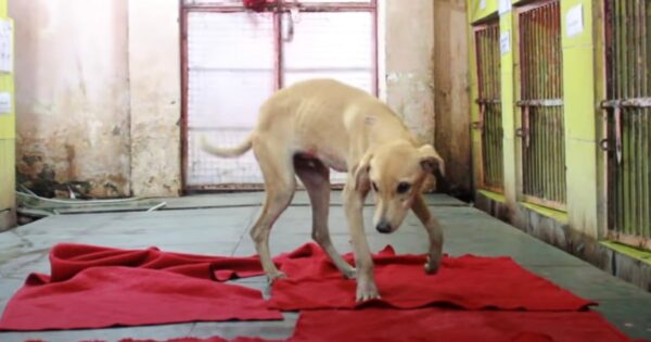 The Dog Wakes Up In A New Place Surrounded By Concrete And Bars
