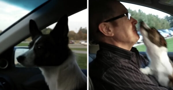 The Dog’s Riding Along With Dad When They Make That Familiar Left Turn