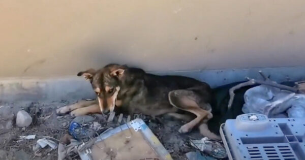 The Dogs Were Starved After The Divorce As An Act Of Revenge