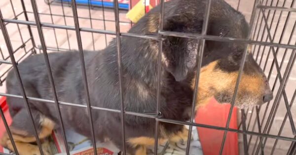 The Drunk, Abusive Owner Used Foul Language To Get His Blind Dog Away From Him