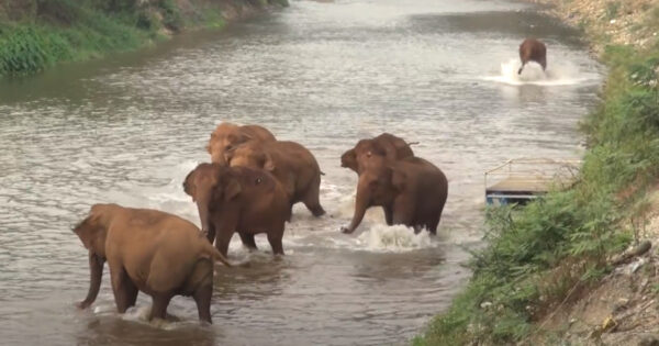 The Herd Sees One Elephant Has Fallen Behind, So They Call Out And Come Running