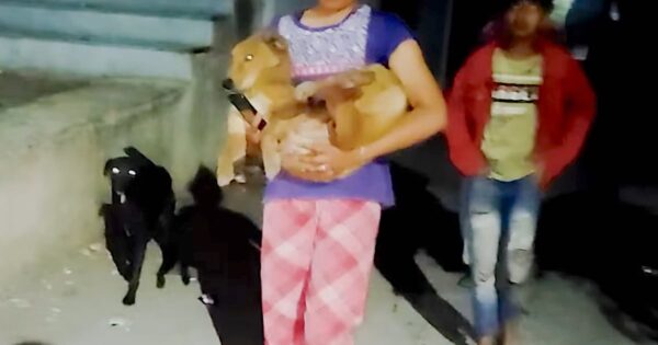 The Poor Dog Was Carried Away As Her Friends Looked On