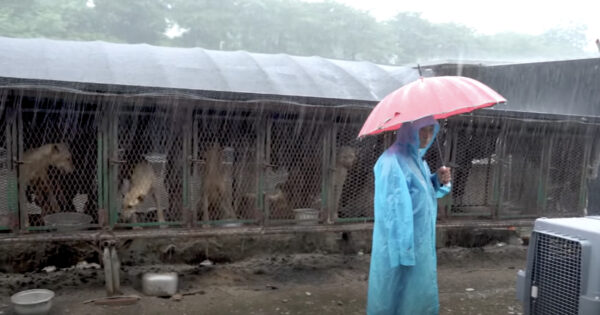 The Rain Poured Down As 21 Dogs Awaited Their Fate In Tiny Cages