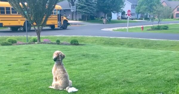 The School Bus Pulls Up, And The Dog Waits With Hugs Locked And Loaded