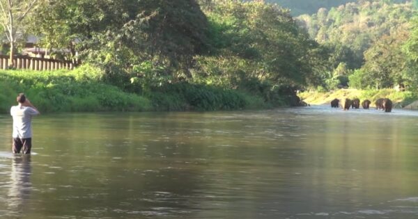 Their Favorite Person Returns After 14 Months, And The Elephants Come Running