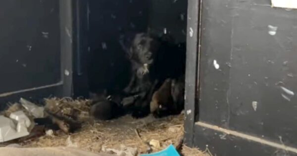 There Was Junk Everywhere, But In The Corner They Saw The Whites Of Her Eyes