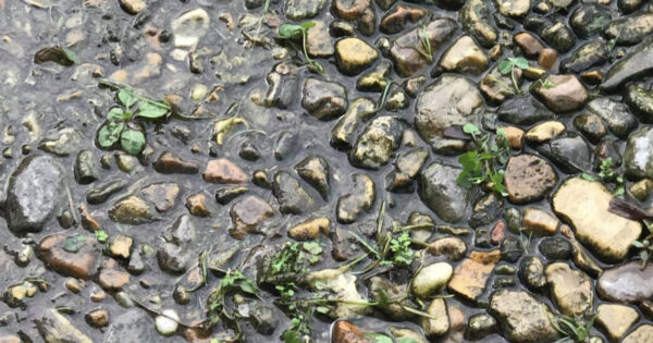 There’s A Tiny Frog Hidden Amongst The Water And Rocks