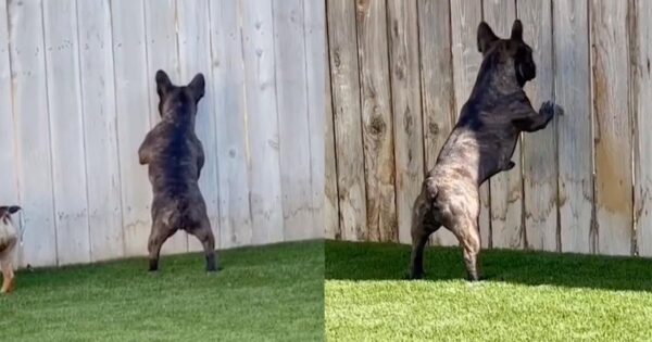 There’s No Privacy For The Neighbors As Maverick The Bulldog Is Always Spying