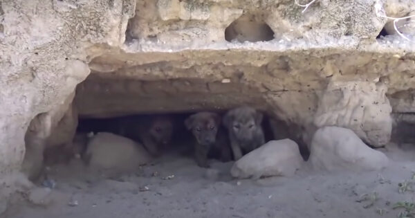 These Stray Puppies Used A Cave To Hide From The Big, Unknown World Around Them