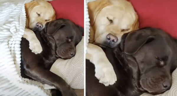 These Two Gentle Giants Do Everything Together, Napping Included
