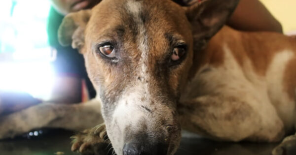 They Approach A Dog Hit By A Car, And Then He Gets Up To Run