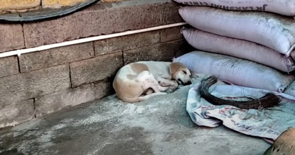 They Approach A Dog They Think Is Sleeping And Have To Carefully Pick Her Up